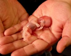 Pression pour l’avortement à Malte