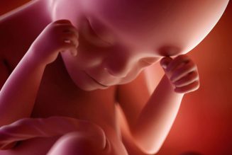 Naissance avant le délai légal pour avorter : enfant ou amas de cellule ?