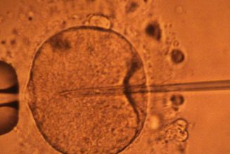 Pourquoi des procès si l’embryon congelé décédé n’est pas une personne ?