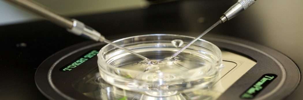 Remplacer des recherches sur l’animal par des recherches sur des embryons humains ?