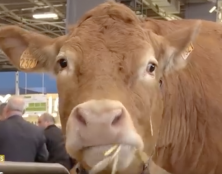 Salon de l’agriculture : petits producteurs vs grands groupes ?