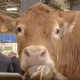 Salon de l’agriculture : petits producteurs vs grands groupes ?