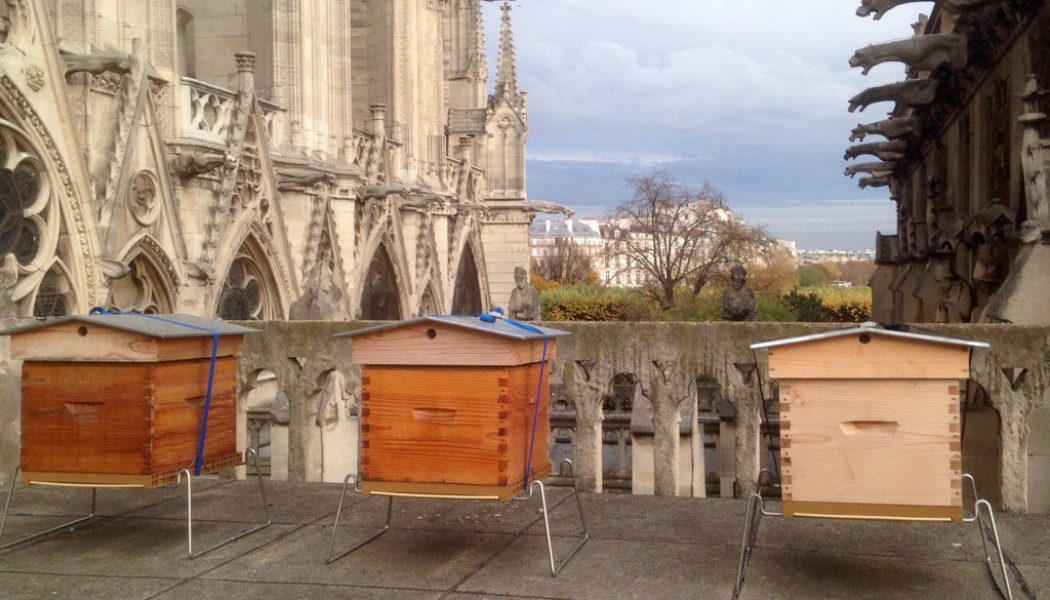 Les quelque 200.000 abeilles des ruches de Notre-Dame ont survécu  Ctjekapwiaaetmd-1050x600