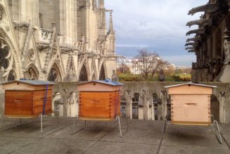 Les quelque 200.000 abeilles des ruches de Notre-Dame ont survécu