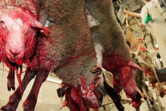 Elections européennes : cinq listes s’engagent sur l’abattage sans étourdissement