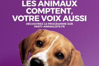 Les moutons ont voté pour leur chien