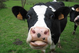 Un agriculteur condamné à cause du meuglement de ses vaches
