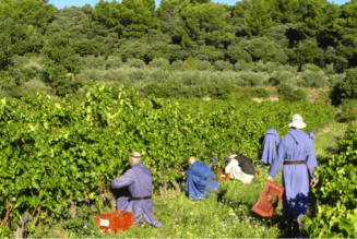 Abbaye du Barroux : la tradition au service des vocations