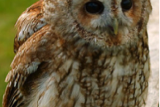 Il est chouette Hulot ?