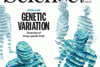 Les différences génétiques entre les hommes et les femmes