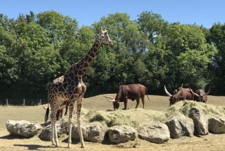 Le christianisme et l’animal