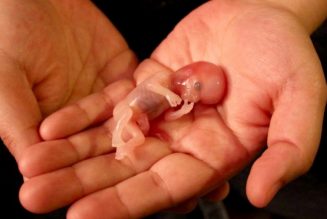 Giscard : l’avortement volontaire légalisé, si proche de l’infanticide à la naissance des anciens Romains, a été une régression de civilisation