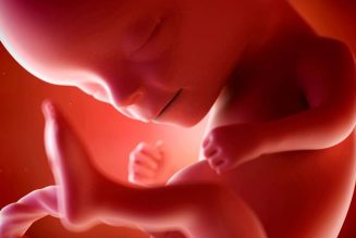 A 14 semaines, le corps du fœtus s’harmonise, le squelette se solidifie, l’ossature se forme, il peut plier les doigts, serrer les poings, ou sucer son pouce.