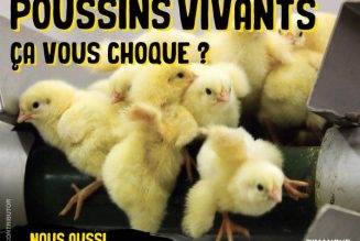 “Oserez-vous prétendre sérieusement que le broyage vivant des foetus n’est pas de la maltraitance ?”