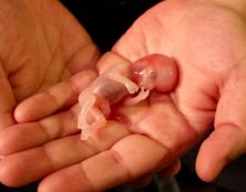 383 460 avortements pratiqués par le Planned Parenthood en 2021