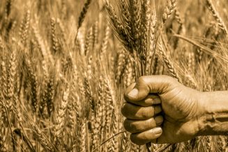 On ne peut plus parler d’indépendance alimentaire de la France
