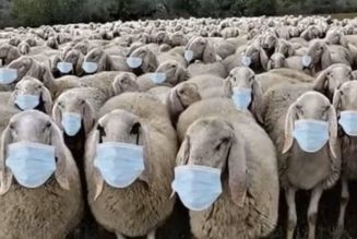 Depuis 2015, la France aura vécu plus de la moitié du temps sous l’état d’urgence